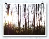 Tree Photography, cold fall day, sunrise, washington, trees, Let the Sun shine Out, 8x10 print