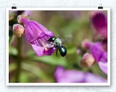 Bee photography, pink flower, Flight of the Mason Bee, 8x10 fine art print