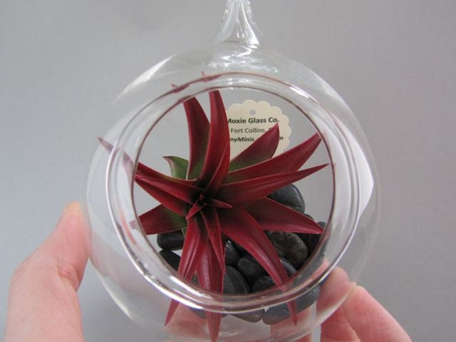 Hanging Glass Terrarium with Red Air Plant