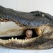 Impressive Vintage Large Adult Wild Taxidermy Alligator Head