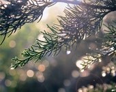 Morning dew Branches photography 8x8 10x10 12x12 Forest green