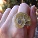 prehistoric fossilized snail cocktail ring