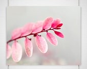 Winter Nature Photography - 8x10 photograph print - delicate dreamy pink tipped white leaves wall decor art print 'Icy Blush' - BokehEverAfter