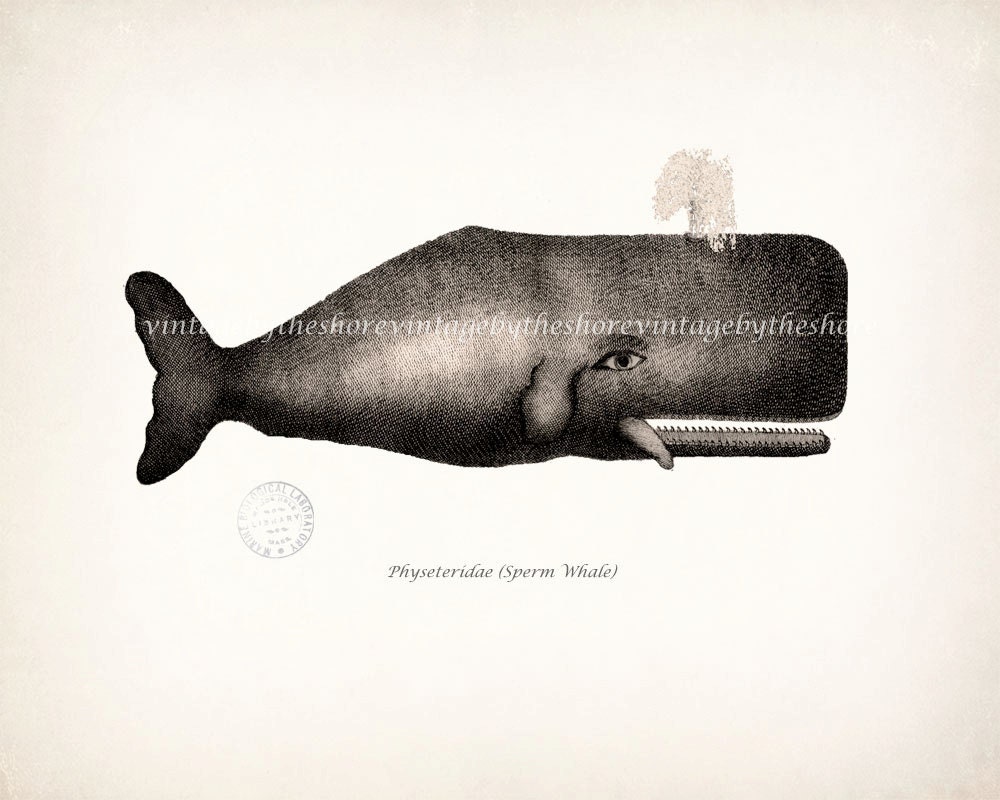 Can Sperm whale illustrations words Sperm whale illustrations not