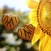 7/8" Real Monarch Butterfly Wing Heart-Shaped Plugs