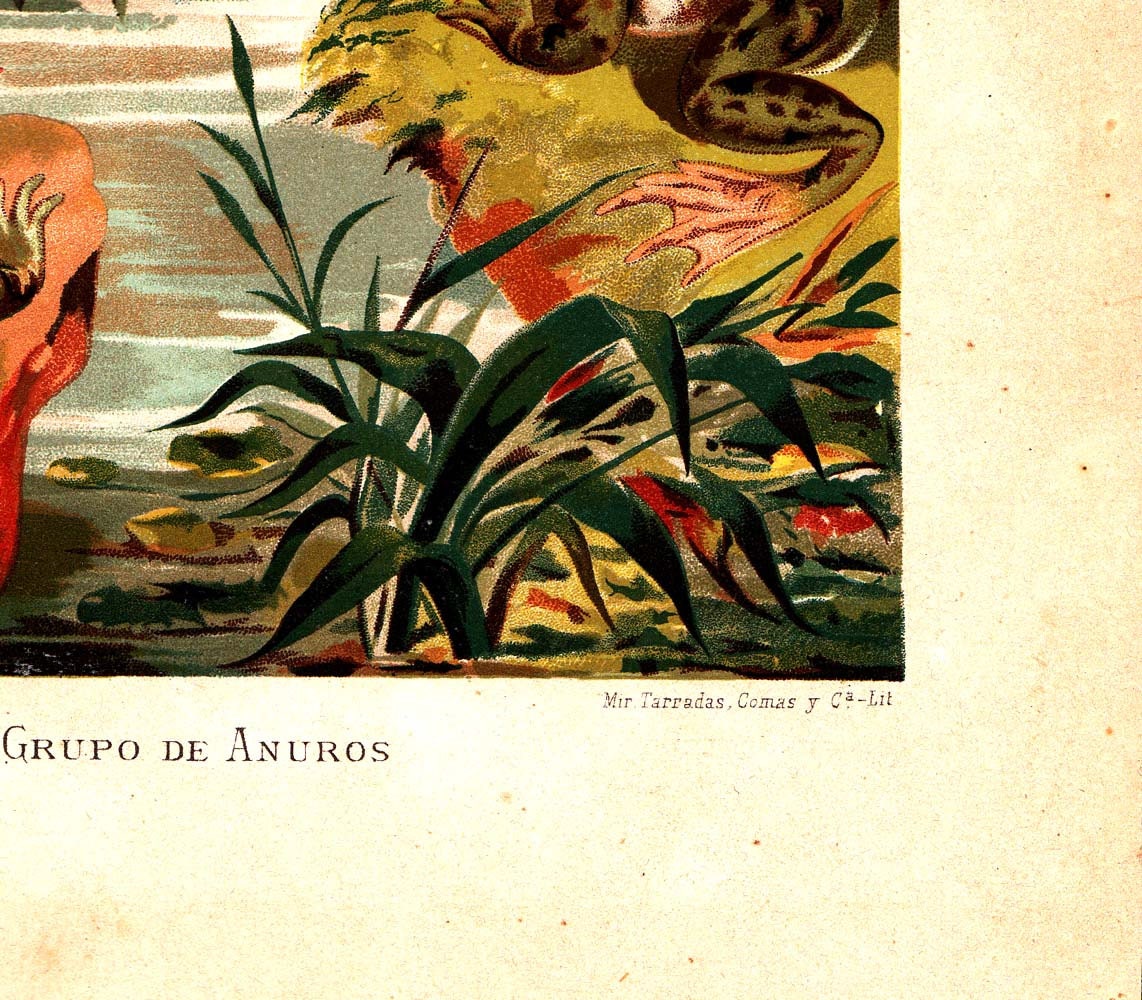 1883 Frogs Antique Color Lithograph Brehm Zoology Natural History