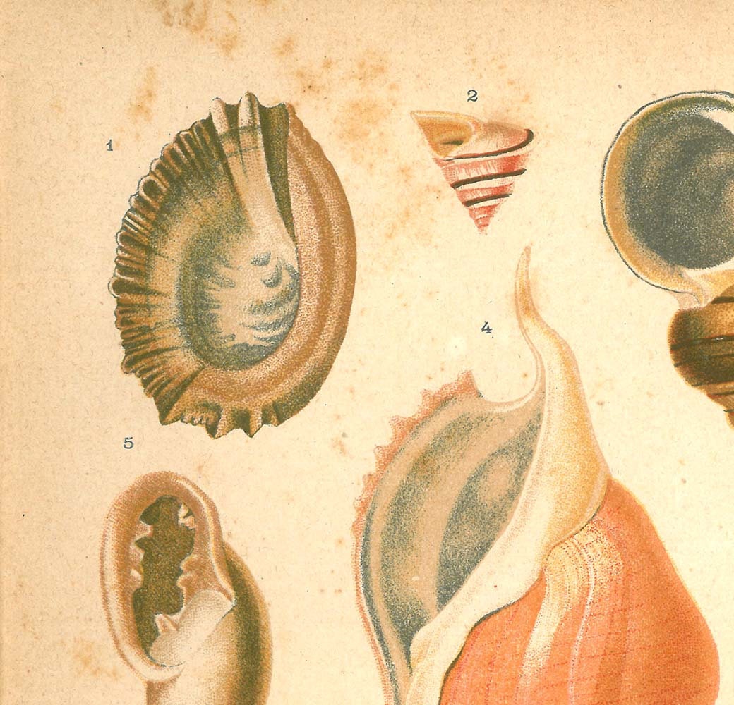 RESERVED 1920 Mollusks Print, Antique Natural History Lithograph Conchs Marine Gastropods