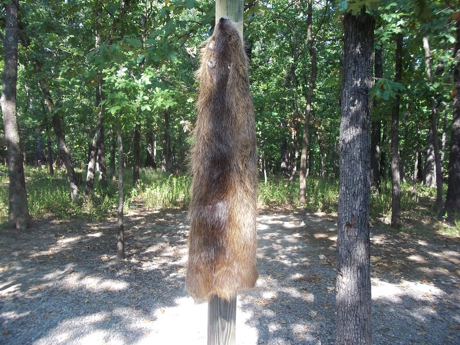 real animal tanned nutria rat skin hide pelt fur part