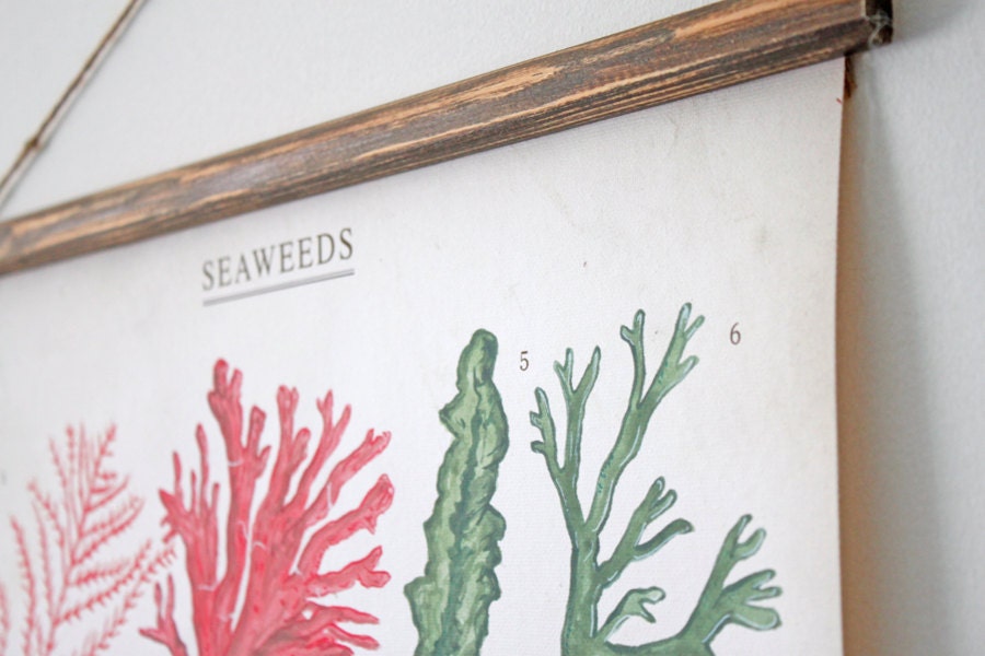 Seaweeds canvas poster - vintage educational chart illustration ALP2001