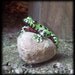 Oriental Fire Bellied Toad, hand sculpted and painted on a rock