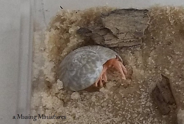 OOAK Hermit Crab Habitat in 1 Inch Scale for Dollhouse Miniature Pet Shop