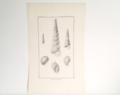 Vintage Shell Illustration- Seashell Art