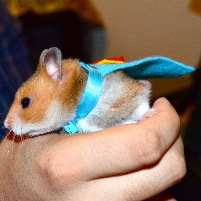 Hamster costume. Superman cape. Custom pet Halloween costumes by la Marmota Café.