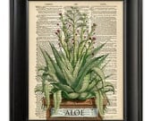 ALOE Plant Botanical Art Print Eco Friendly Greenhouse Gardening Illustration on Upcycled Recycled Antique 1930s Dictionary Book Page 8x10