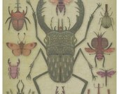 Entomologist's Wish - A4 giclee print