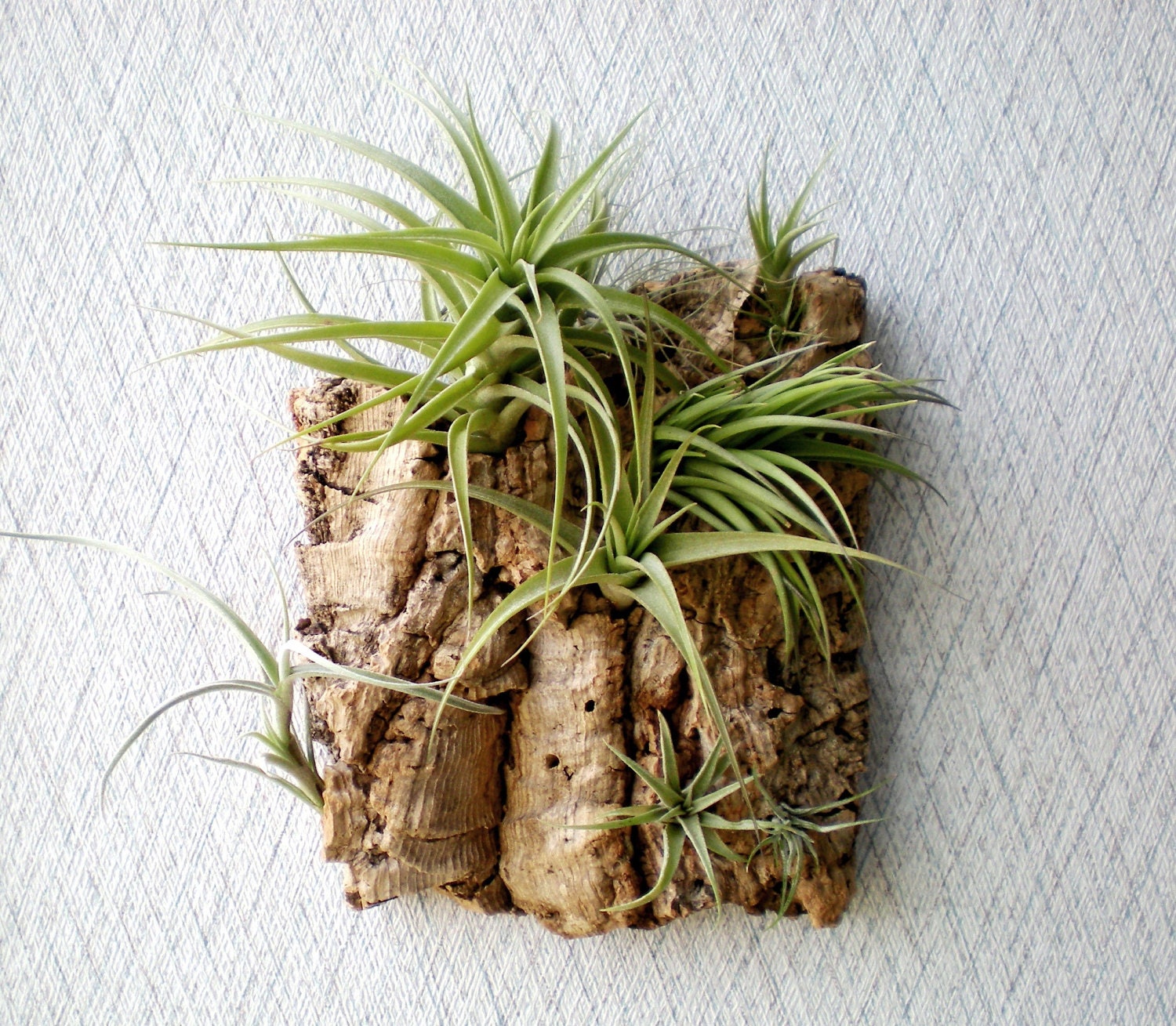 Vertical Garden: Air Plants on Sustainable Virgin Cork Bark