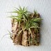 Vertical Garden: Air Plants on Sustainable Virgin Cork Bark