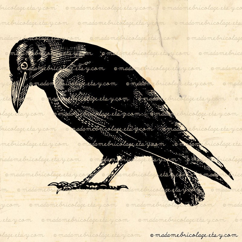Black Crow, Raven Bird - Digital Image Download for Iron on Transfer, Papercrafts, Pillows, T-Shirts, Tote Bags, Burlap, No 01140