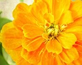 Orange Flower 5x5 Spring Nature Photography Print