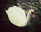 Dark Swan Photograph, White Swan, Grunge, Wall Art, Majestic Animal, 8 x 10 Digital Art Print