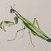 Mantis-Original Watercolor Painting