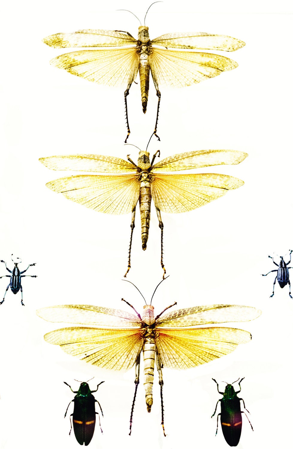 Entomology I - 8x12 Insects study bugs photography print displayed species beatles dragonfly unique home decor wall art interesting office