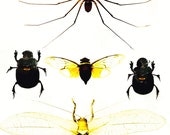 Entomology II - 8x12 Insects bugs nature photography print interesting home office room decor wall art spider moth beatle display unique