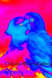 Neon Lovebirds Photo Series JPG Files or Fine Art Prints Individual or Set of 3 SHIPS FREE