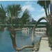 SILVER SPRINGS, FLORIDA The Lucky Palm is a land mark at Florida's Beautiful Silver Springs.... Unused Vintage Postcard