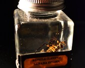 Macabre Nephila Clavipes Banana Spider Specimen Jar  ODDITIES