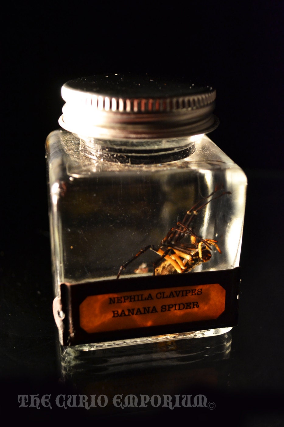 Macabre Nephila Clavipes Banana Spider Specimen Jar  ODDITIES