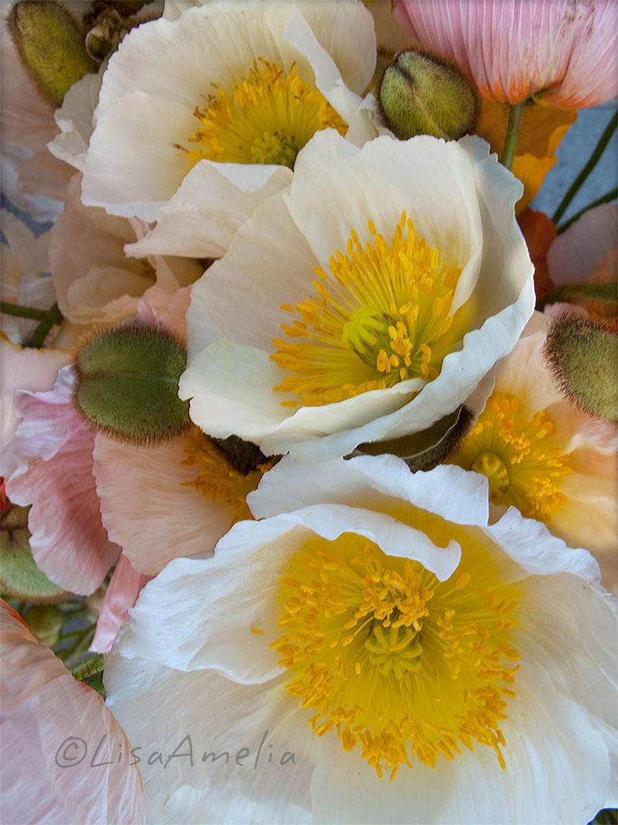 Haru Keshi -  11X14 print, fine art photography, art photo, contemporary, modern, Spring flowers, poppies, white, yellow