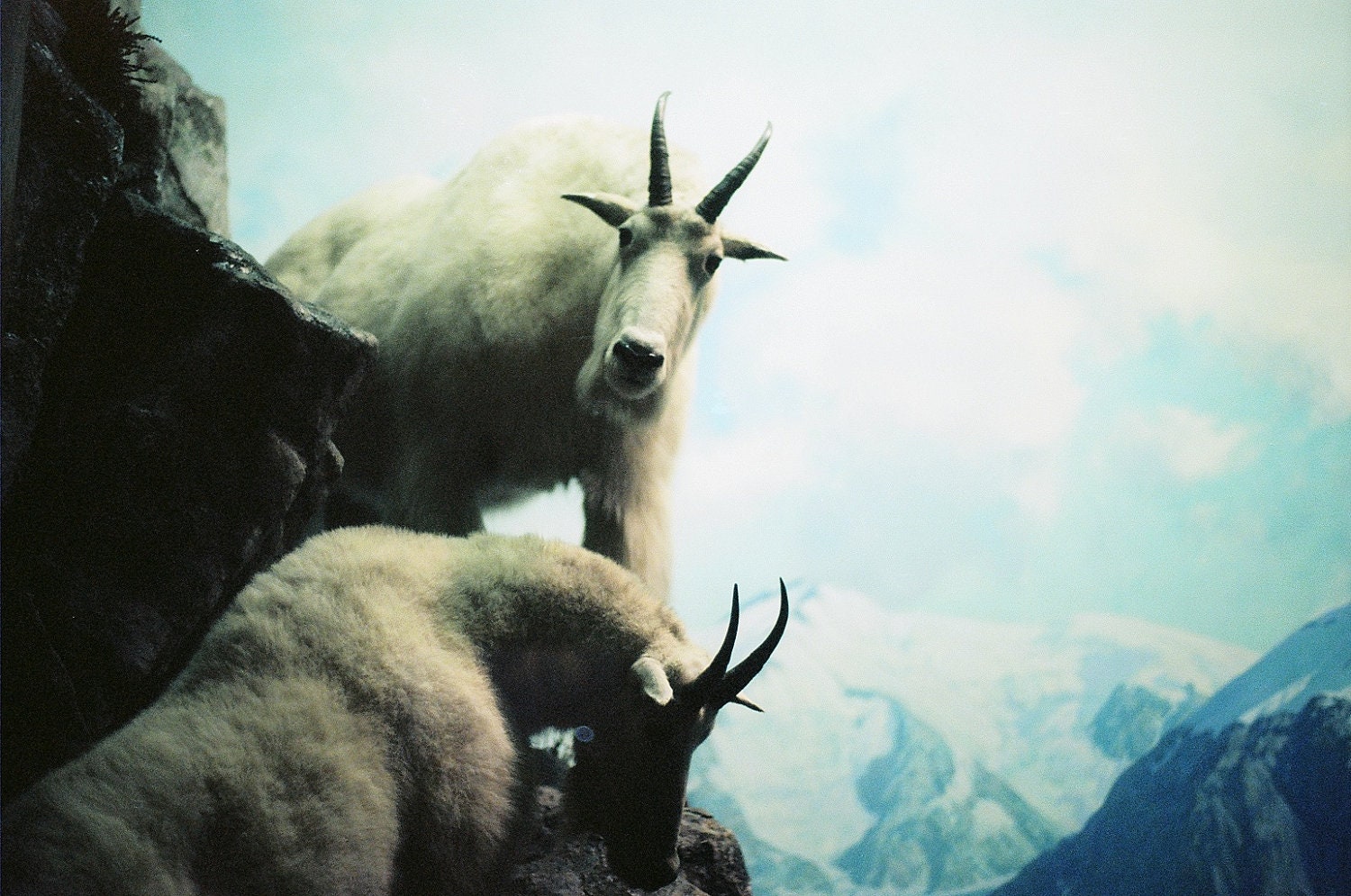 Mountain Goats - 7 x 5 Fine Art Photography Print from 35mm film
