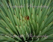 Nature Photography - fern - PATTERN - Abstract, Surreal - 8x10 - "Naturally Green Symmetry" - Decor - Original Art by Purposeful Photography