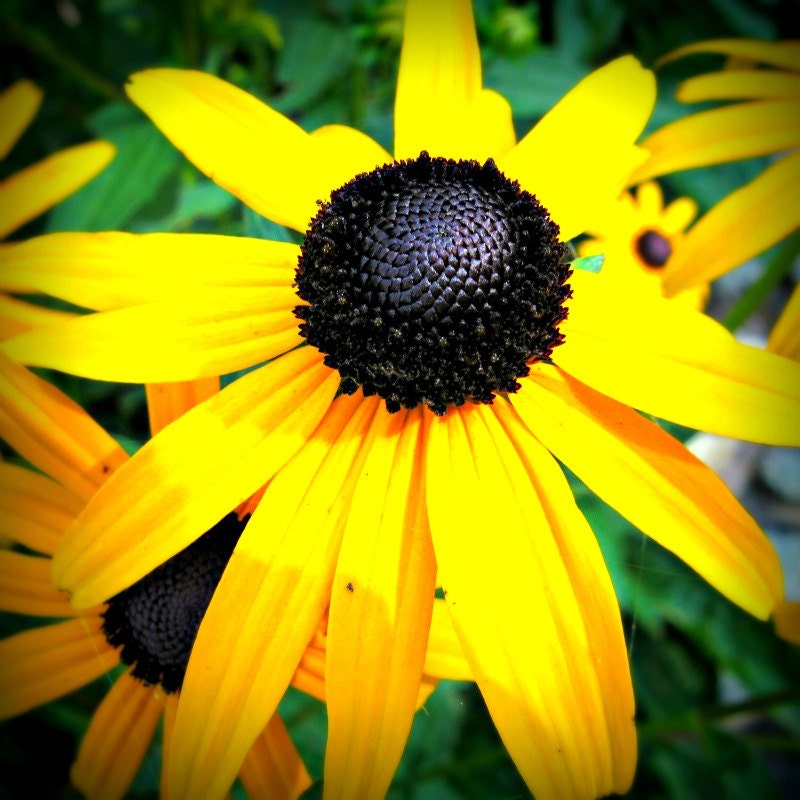 Flower Photo - Black Eyed Susie - 12x12 Square - Fine Art Photography - Flourish Floral - yellow black garden decor