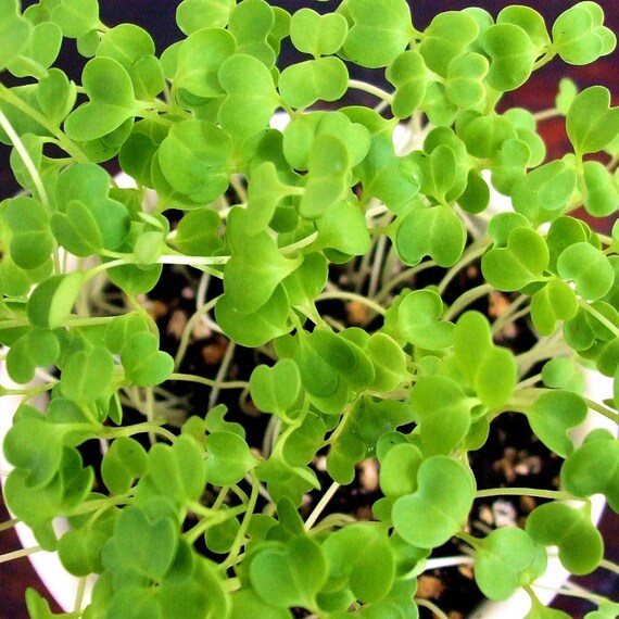 Items similar to DIY Microgreens Spring Rapini Seeds Broccoli Rabe or