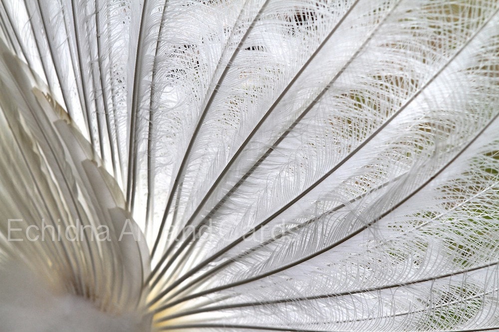 Fine Art Photography, Abstract Patterns in Nature, White Peacock Feathers, 8x12 - EchidnaArtandCards