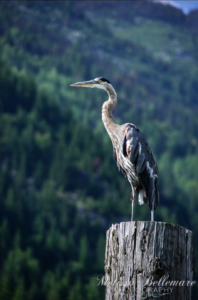 Photographic Print "Heron"
