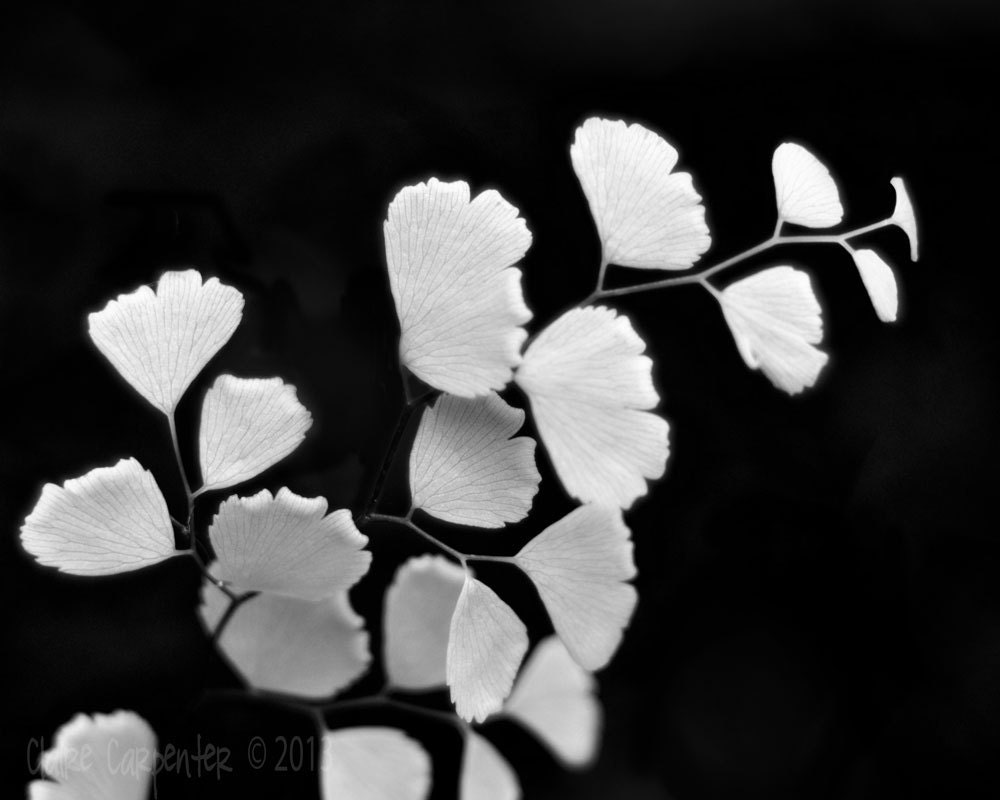 Maidenhair Fern Black and White Photograph, Fern Photo, Maiden's Hair Fern, Ethereal, Bedroom, Wall Art, Fern 8x10 Photo Print