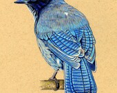 ACEO  ATC Steller's Jay Blue Bird - roxy5235