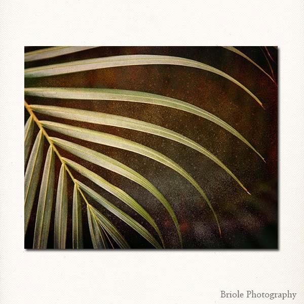 Abstract Fern Leaf Photograph. Affordable 8"x10" Modern Fine Art Nature Print. Caribbean. IN STOCK, Ready to Ship. - Briole