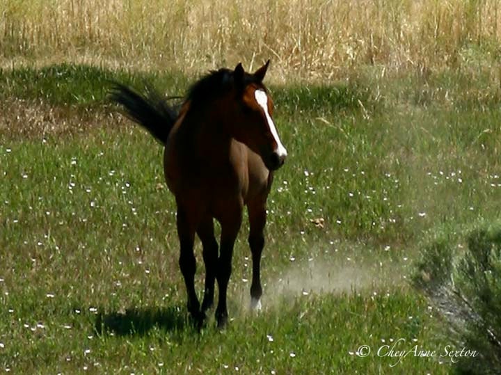 Horse Art - SageBrush Colt 2012 - horse study 11x14 - Photographic giclee print