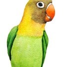 Watercolor Parrot - Lovebird - Original Watercolor Painting -colorful happy green yellow orange and brown parrot on branch