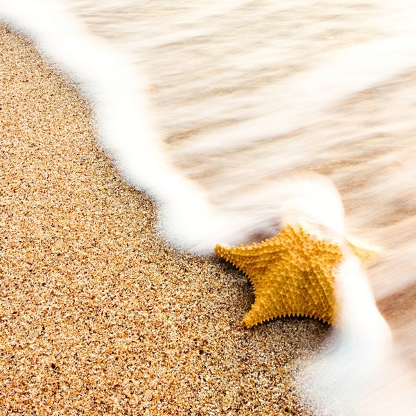 Sea Star Photography, Starfish Photography, Beach sand and waves, Shark, Beach Print 8x8