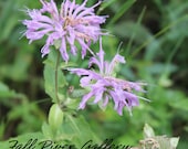 11x14 Photograph-Beautiful Purple Wildflowers - Colorado Wildflower Photography 11x14 Fine Art  Print  IMAGE 0007