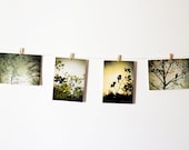 The trees and the bird - Set of 4 photo postcards