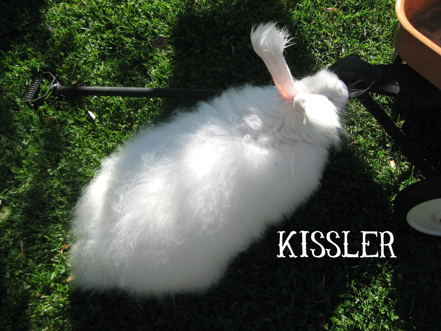 German Angora Raw Fiber - 1 Ounce from Kissler