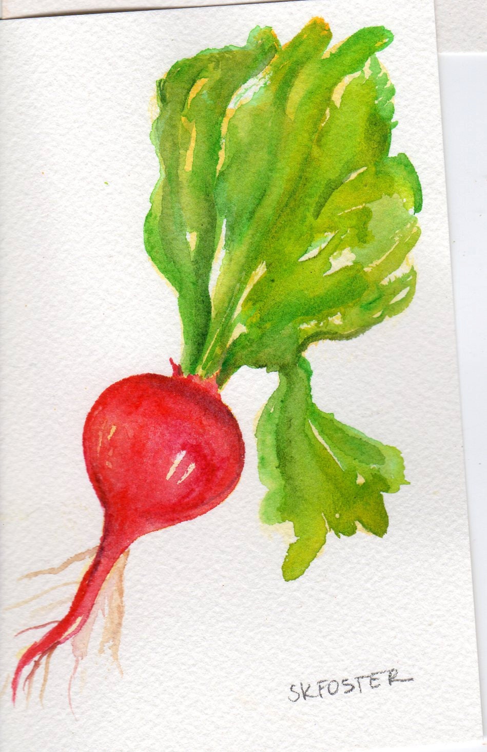 4 x 6 Original Red Radish Painting watercolor, Vegetable Series