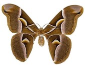 Brown and White Moth Vinyl Decal 3 inch wide