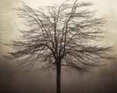Sepia Tree Photograph, Fog, Winter, Nature, Mysterious, Mist, Monochromatic, Brown - Keeping Secrets